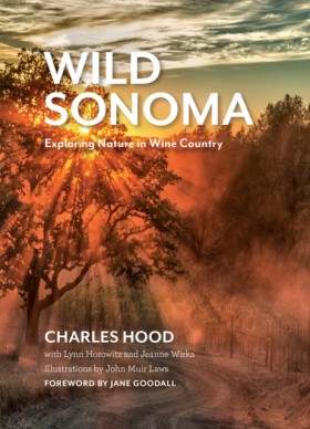 Wild Sonom …