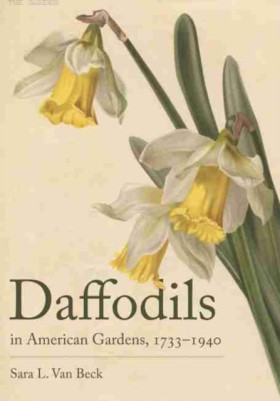 Daffodils &hellip;