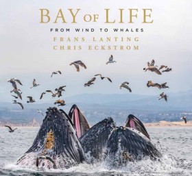 Bay of Lif &hellip;