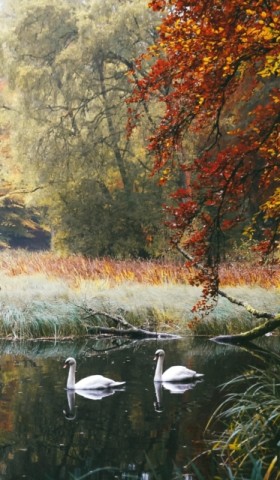 Swans of F …