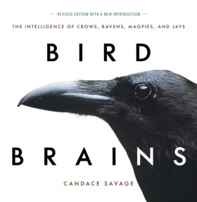 Bird Brain &hellip;