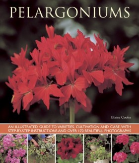 Pelargoniu …