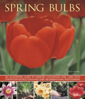 Spring Bul …