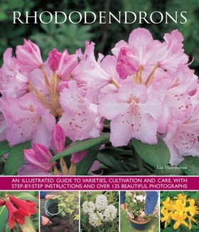 Rhododendr &hellip;