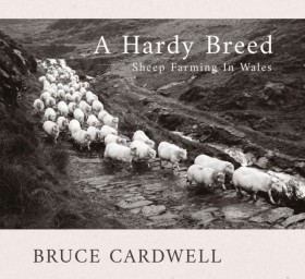 A Hardy Br …