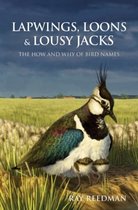 Lapwings, …