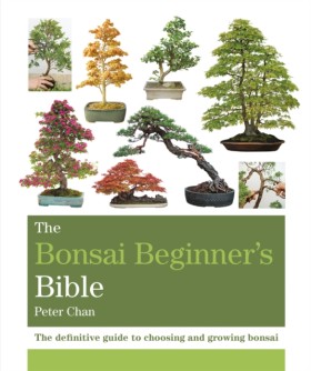 The Bonsai …
