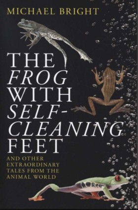 The Frog w &hellip;
