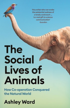 The Social …