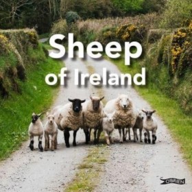 Sheep of I &hellip;