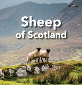 Sheep of S …