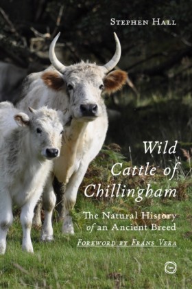 Wild Cattl &hellip;