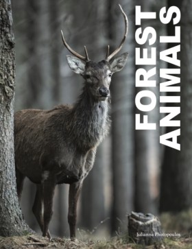 Forest Ani …