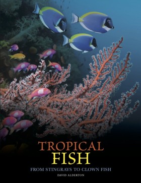 Tropical F …