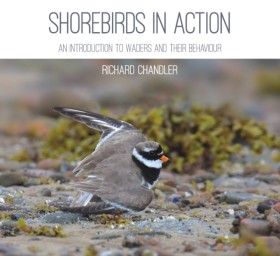 Shorebirds &hellip;