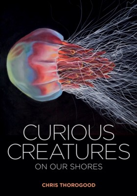 Curious Cr &hellip;