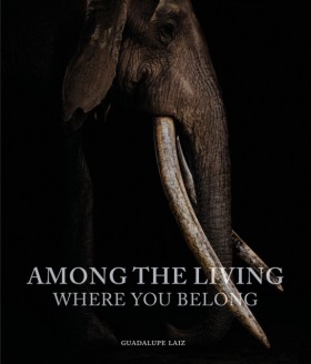 Among the …
