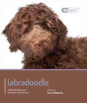 Labradoodl &hellip;