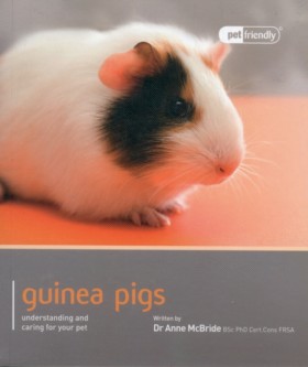 Guinea Pig …