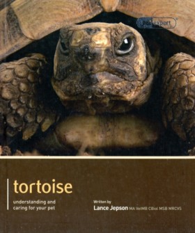 Tortoise - &hellip;
