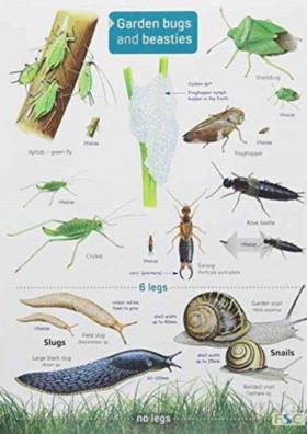 Garden Bug &hellip;