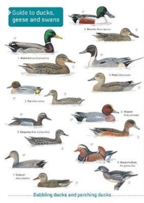 Ducks, Gee &hellip;