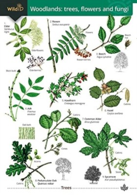 Woodlands: &hellip;