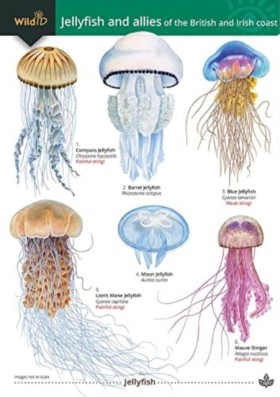 Jellyfish …
