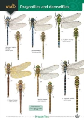 Dragonflie …