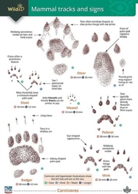 Mammal tra …