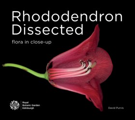 Rhododendr …
