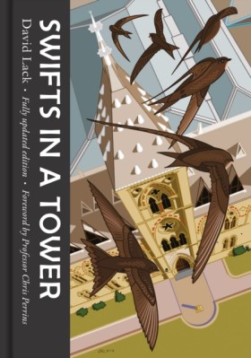 Swifts in &hellip;