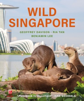 Wild Singa &hellip;