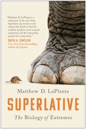 Superlativ …
