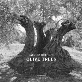 Olive Tree …